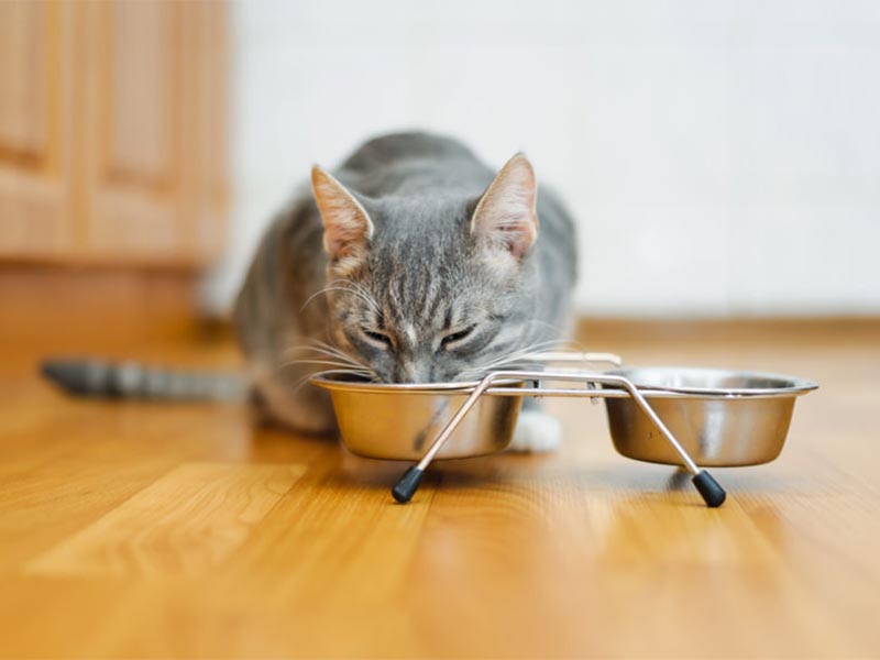 Advantages and Disadvantages of Raised Bowl For Cat 
